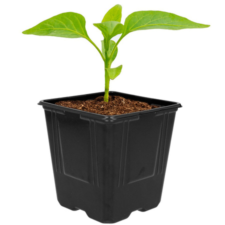 Zestaw 5x Doniczka Produkcyjna do Rozsady Pikowania Wysiewu Nasion Warzyw 11x11x12 cm