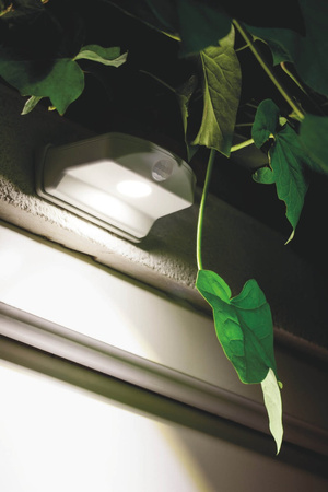 Lampa Ścienna Zewnętrzna LED Przenośna Nad Drzwi Bateryjny 0.95W 40lm 4000K IP54 Biały Z Czujnikiem Ruchu i Zmierzchu Door LED Ledvance