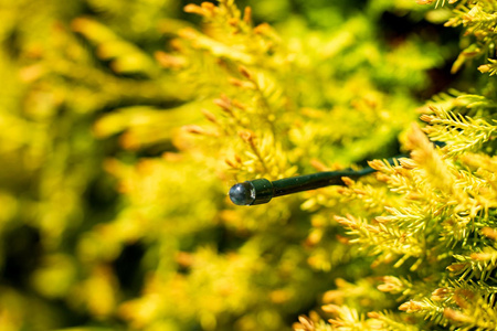 Girlanda Solarna Ogrodowa 7x LED Ozdobne Punkciki Świetliki ORNIS LUMILED