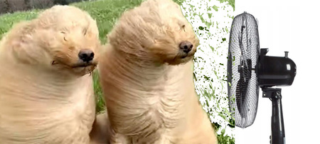 Wentylator Podłogowy Wiatrak Stojący Cyrkulator 40W Czarny Cichy Pokojowy