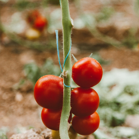 Sznurek Ogrodniczy KORD Polipropylen CELLFAST